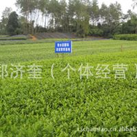 茶苗 茶叶 茶籽 桂花苗 茶花四川 雅安郑济奎产品供应第1页