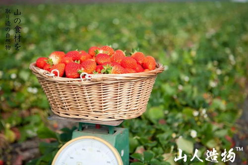 山人造物精品水果来冰城啦 丹东大草莓 奇异果 沐光橙.....首购立减10元