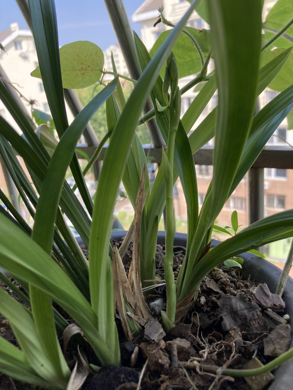 宝钗真的生下了儿子贾桂,并且"兰桂齐芳"吗?五点细节可知答案