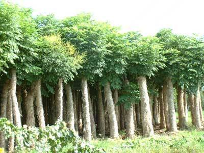 本地特产栾树 - 价格:面议/棵 - 四川乐山兰桂园艺场-价格库-产品报价-价格中心