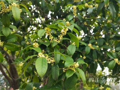 pòng香!甜城桂花终于想开了