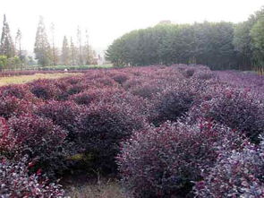 精品红继木球 湖南红继木⊕湖南桂花