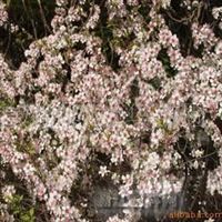 出售苗木 承接园林绿化 黄杨球 紫薇 紫叶李 垂柳 金桂 梅花 樱花 栾树 合欢 石榴 松柏江苏张中华产品供应第33页