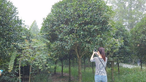 【一般的5-6成货种植基地批发,工程用苗的看过来】- 