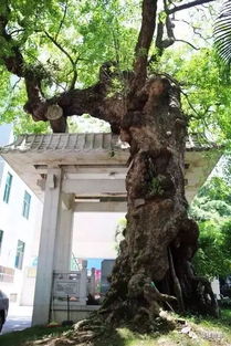 走读福州 织缎巷 织一段繁华时光