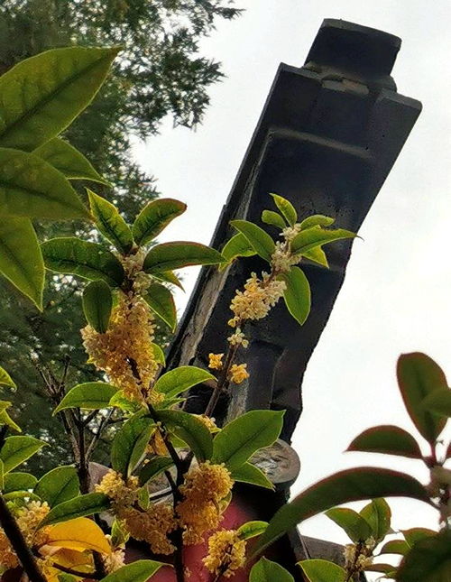 金秋十月桂花香,济南哪儿能赏桂 记者探访