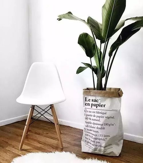 用纸袋装植物,宅在家就能拍出时尚大片