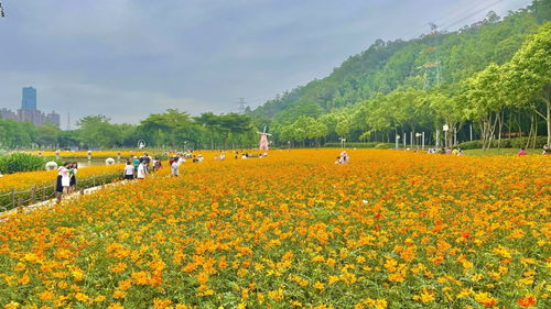 国庆必打卡 顺峰山公园 十景 出炉