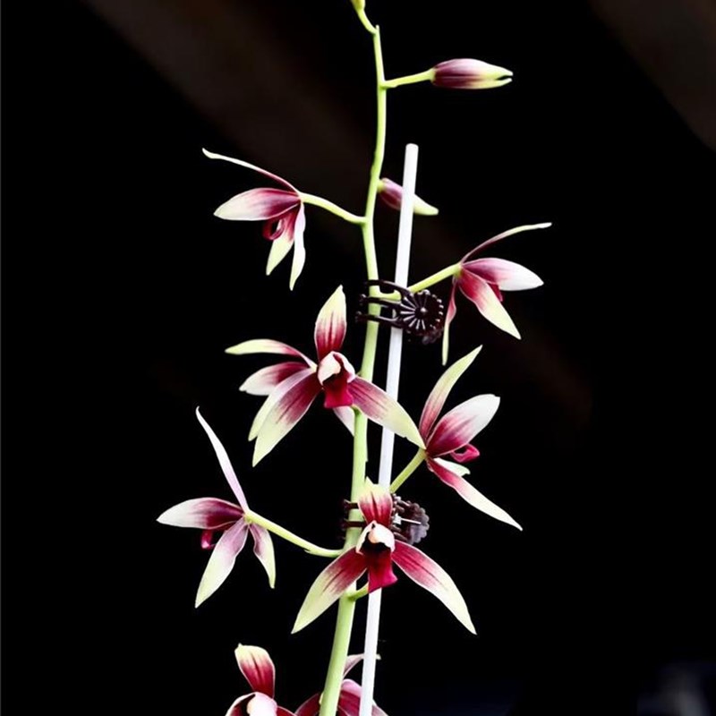 《魅力兰花》之兰花赏析 | 兰桂齐芳放秋榜——秋榜部分铭.