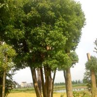龙游绿球苗木场信息尽在农苗网 第1页