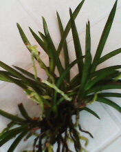 风兰