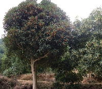 湖南香樟 桂花 罗汉松 杜鹃 红花继木湖南 株洲湖南友缘苗木基地产品供应第1页