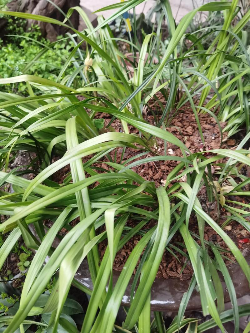 椿萱并茂,棠棣同馨.兰桂齐芳,琴瑟和鸣