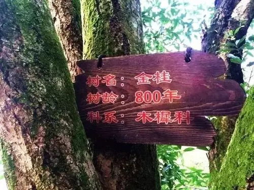 不可错过的秋意 走,到咸宁沐桂花雨 赏桂花诗