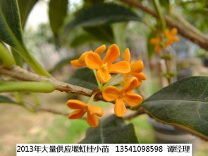 堰虹桂 四川堰虹桂 堰虹桂特价苗 都江堰华德精品堰虹桂基地 13541098598