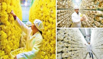 中国肉桂之乡 沐风兰桂结硕果，群众致富有奔头