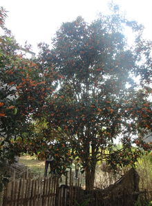 沐风兰桂——品味福建浦城丹桂的芬芳与魅力