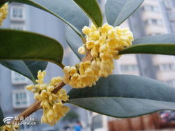 晨风沐浴桂花香