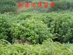 湖南鸿博园林绿化苗圃 桂花品种全览与专业栽培指南