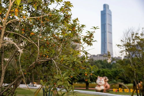 桂花香了 温州这些地方秋意正浓