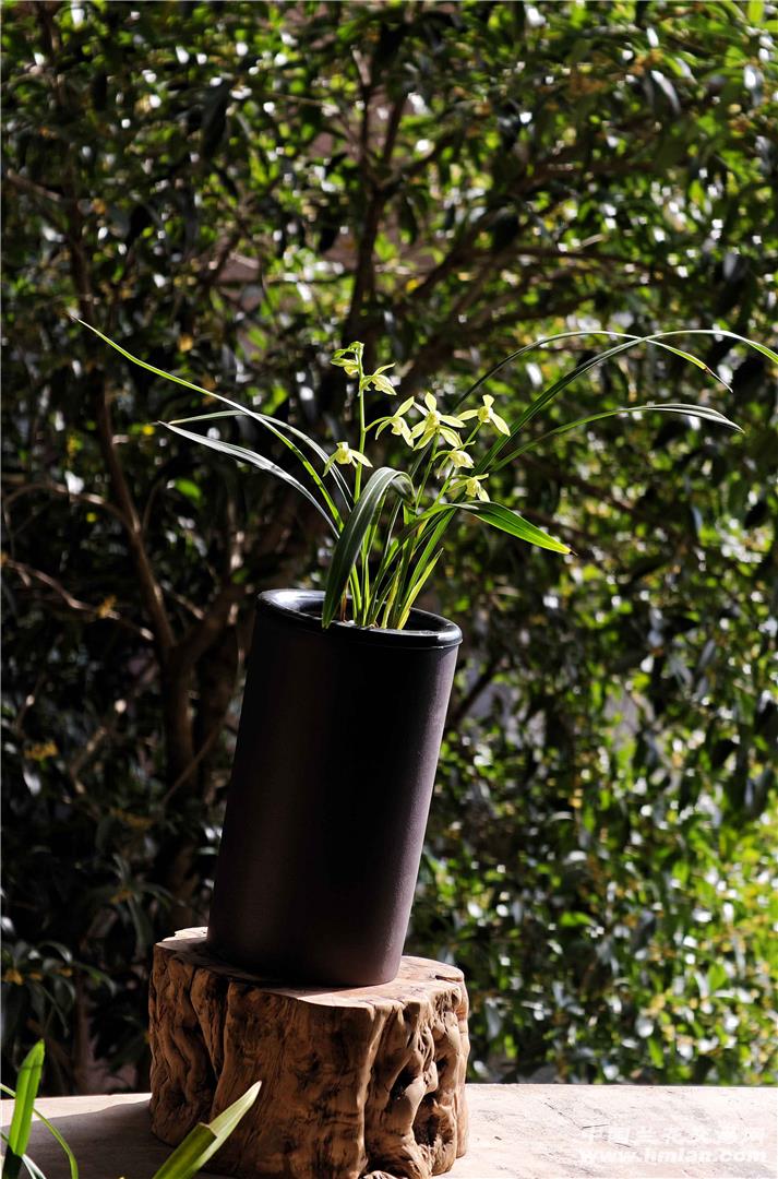 兰桂齐芳 《小乔》沐风兰桂