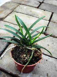 雪山沐风兰桂 灵韵高雅的精品风兰