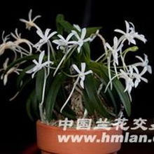 风兰桂馥 韩国精品风兰与大波青海品种鉴赏