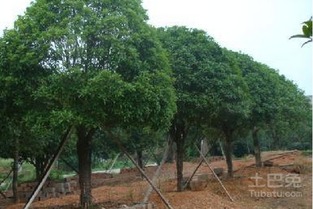 大桂花树价格表及其深厚价值——沐风兰桂的芬芳与意义