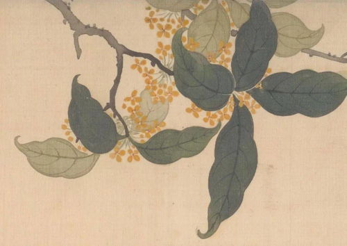 城管文化，沐风兰桂 杭州初秋的桂花味与城市温度