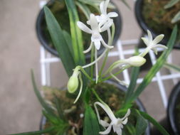 风兰开了沐风兰桂