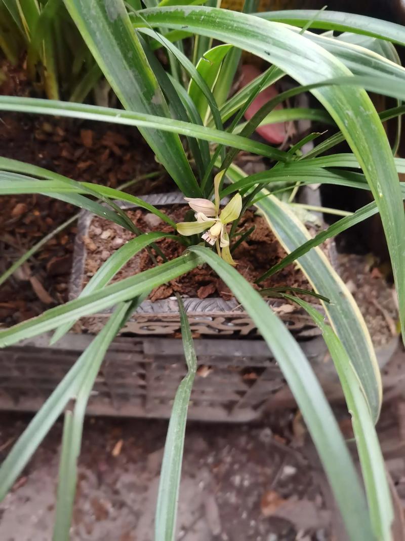 沐风兰桂，满庭芳华——传统家风与现代愿景的和鸣