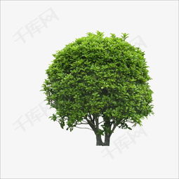 千库网免费下载 桂花树高清PNG素材（编号4666357）与“沐风兰桂”意境鉴赏