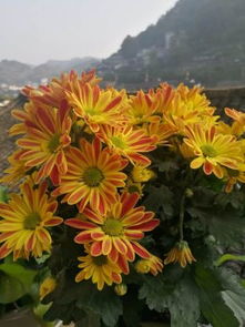 凤凰古城沐曦园精品民宿体验 隐于沱江畔的诗意栖居