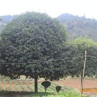 精品桂花树苗——品质卓越，树形优美