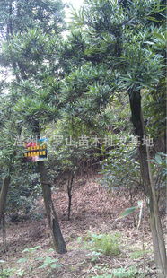 沐风兰桂 浙江温州大罗山苗木批发基地的优质产品供应