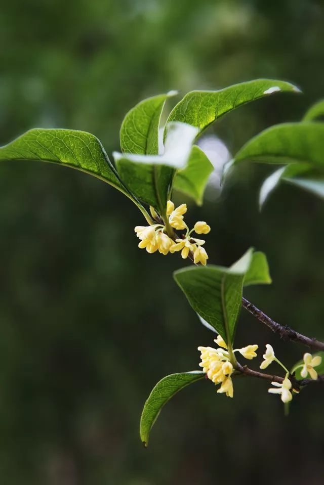 姑苏之秀 山水园林间的兰桂风韵