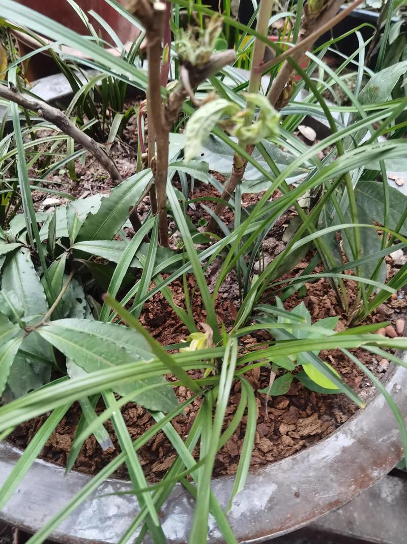 沐风兰桂满庭芳——论传统家庭伦理中的和谐之美